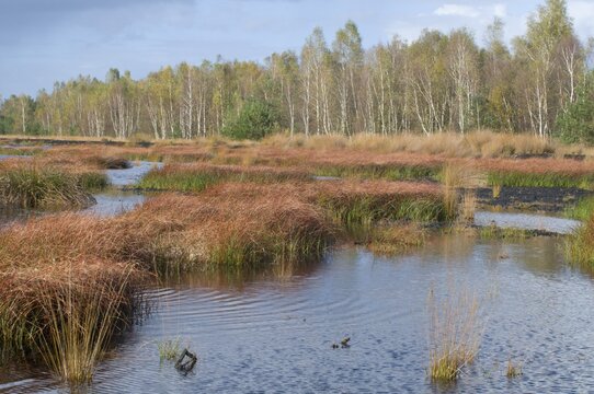 Rewetted bog, Emsland, Germany, Europe