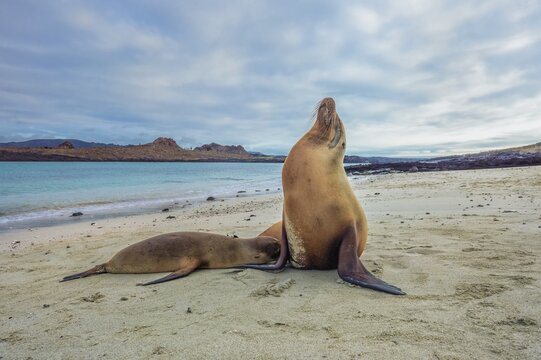 Gal&aacute;pagos Sea Lions (Zalophus wollebaeki), pup suckling, Gal&aacute;pagos