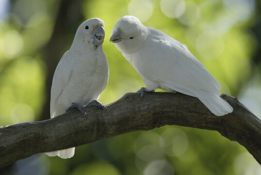 Goffin's Cockatoos, pair / (Cacatua goffini)