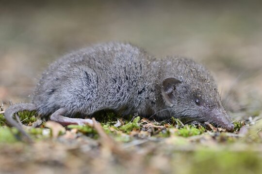 Lesser white-toothed shrew (Crocidura suaveolens), Emsland, Lower Saxony, Germany
