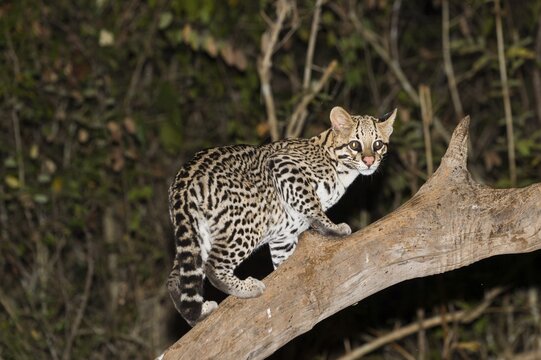 Ocelot (Leopardus pardalis) on tree at night, Pantanal, Mato Grosso, Brazil