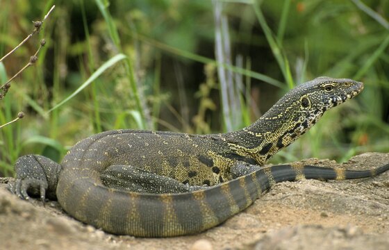 Nile monitor (Varanus niloticus), Kruger National Park, South Africa, Africa