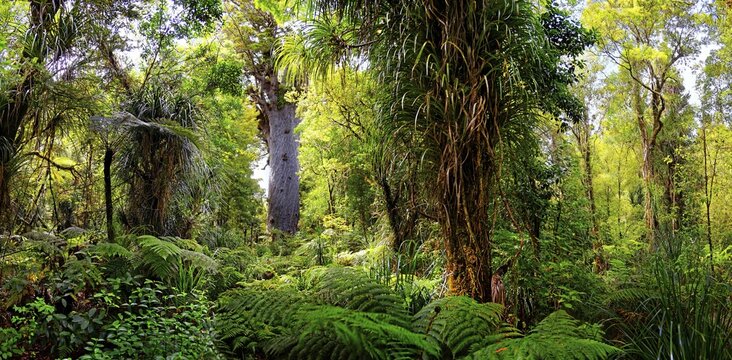 Subtropical rainforest, kauri (Agathis australis) tree behind, Tāne Mahuta, Lord of the Forest, largest living kauri tree, Waipoua Forest, North Island, New Zealand