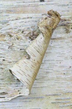 Birch bark (Betula pendula)
