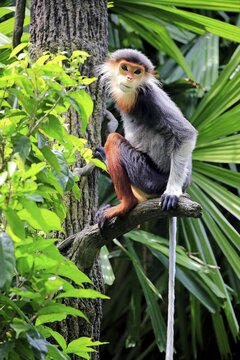 Red-shanked douc (Pygathrix nemaeus), adult, on tree, occurrences in Southeast Asia