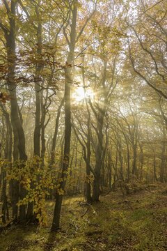 Autumnal beech forest with fog, Hocheck, Furth an der Triesting, Lower Austria, Austria
