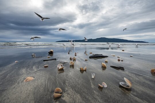 Seagulls (Laridae) and shells at Waikanae Beach, Kapiti Island, Waikanae, North Island, New Zealand