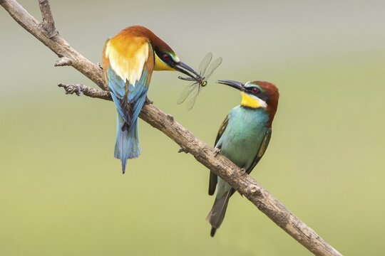 European bee-eater (Merops apiaster) feeding in courtship, Lake Neusiedl, Austria