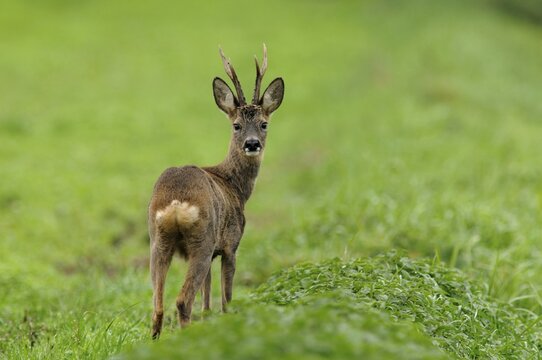 Roebuck (Capreolus capreolus)
