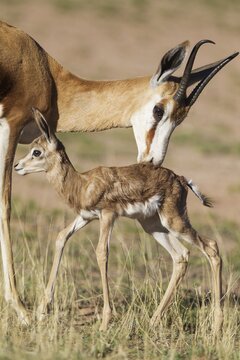 Springboks (Antidorcas marsupialis), ewe cleans newborn lamb, during the rainy season in green surroundings, Kalahari Desert, Kgalagadi Transfrontier Park, South Africa
