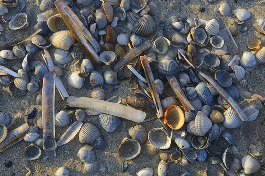 Common Cockle (Cerastoderma edule) and Common Razor Shell (Ensis ensis), shells in the tidal flats, Vlieland, North Holland, The Netherlands