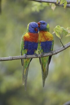 Rainbow Lories, pair, Australia / (Trichoglossus haematodus moluccanus)