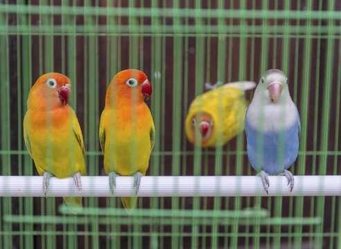 Parakeets in a cage, bird market, Yogyakarta, Java, Indonesia