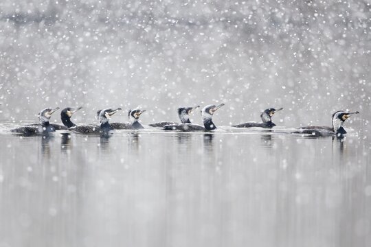Floating Great Cormorants (Phalacrocorax carbo) during snowfall, North Hesse, Hesse, Germany