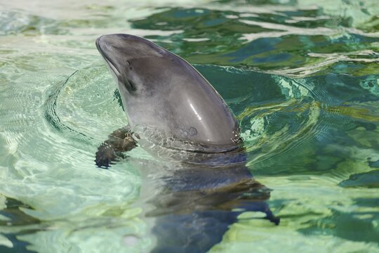 Harbour Porpoise (Phocoena phocoena), captive, Ecomare, De Koog, Texel, West Frisian Islands, province of North Holland, The Netherlands