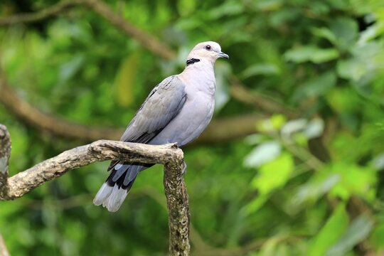 African Collared Dove (Streptopelia roseogrisea), adult on tree, native to North Africa, captive