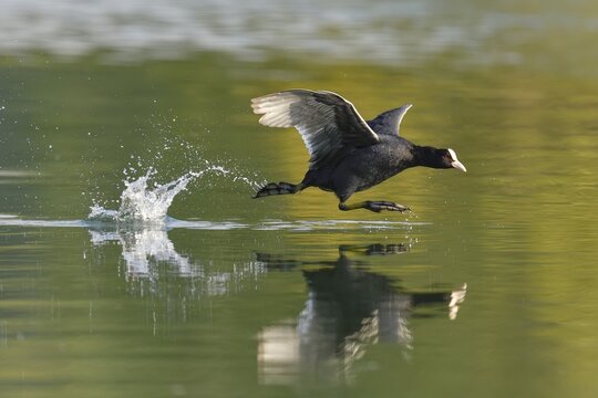 Common coot ( Fulica atra) , Old animal running over water, Lake Lucerne, Canton Lucerne, Switzerland