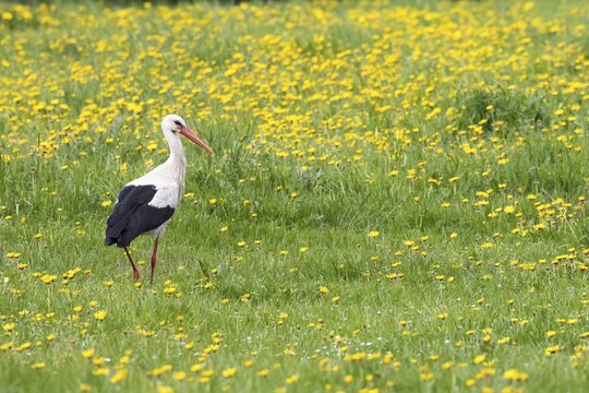 White stork (Ciconia ciconia) in meadow with dandelions (Taraxacum), Masuria, Poland