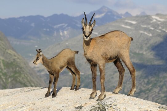 Chamois (Rupicapra rupicapra) with fawn in the light of the setting sun