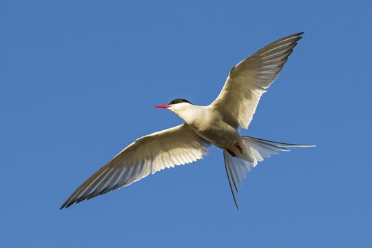 Arctic tern (Sterna paradisaea) in flight, peninsula Snaefellsnes, Iceland