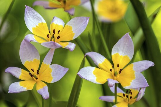 Yellow-purple tulip, dwarf tulip (Tulipa humilis), wild tulip, stamp and stamens, Baden-W&uuml;rttemberg, Germany
