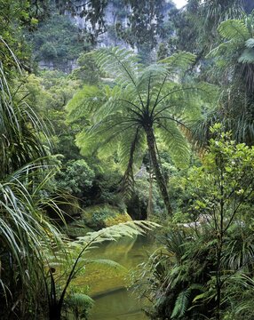 Fern-filled rainforest along the Pororari River, Punakaiki National Park, South Island, New Zealand, Oceania