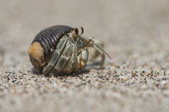 Ecuadorian Hermit Crab (Coenobita compressus) in the sand, Manuel Antonio National Park, Puntarenas Province, Costa Rica