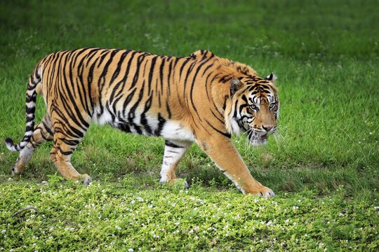 Sumatra tiger (Panthera tigris sumatrae), adult male running, Occurrence in Sumatra, Southeast Asia, captive