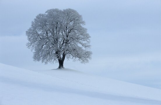 Wintery linden tree