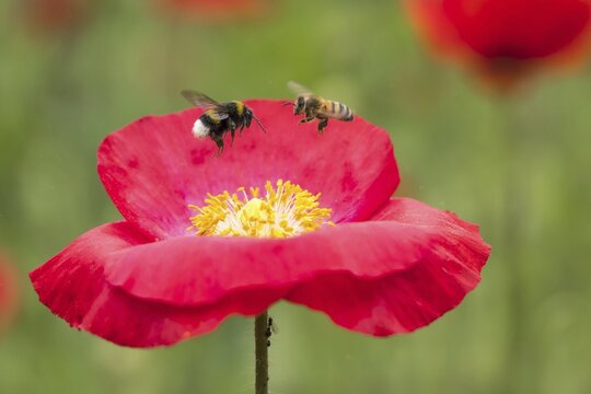 Bumblebee (Bombus) and bee (Apis mellifera) approaching poppy flower (Papaver rhoeas), Hesse, Germany