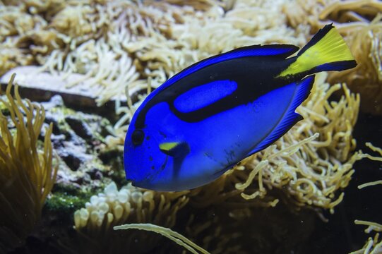 Blue Surgeonfish (Paracanthurus hepatus), captive