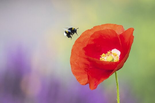 Garden bumblebee (Bombus hortorum) flies Corn poppy (Papaver rhoeas) to Hesse, Germany