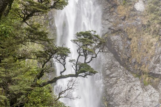 Branch of a tree in front of waterfall, Devils Punchbowl Falls, Arthur's Pass, Canterbury Region, Southland, New Zealand