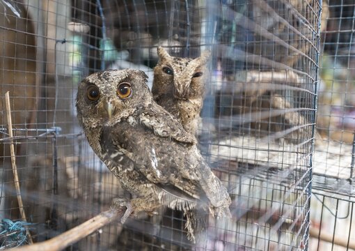 Cage with two owls, bird market, Yogyakarta, Java, Indonesia