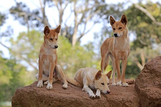 Dingos (Canis familiaris dingo), adult, three on rock lookout, Phillip Island, Gippsland, Victoria, Australia