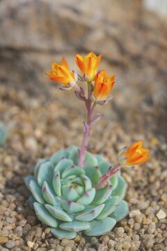 Echeveria or Painted Lady (Echeveria derenbergii) with orange flowers, native to Mexico