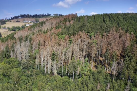 Forest dieback, forest damage, diseased forest due to climate change with long drought and infestation by Bark beetleor printers (Scolytinae), Bad Berleburg, Siegen-Wittgenstein district, North Rhine-Westphalia, Germany
