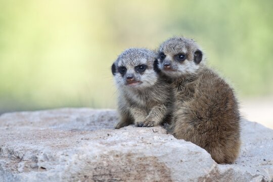 Meerkat or Suricate (Suricata suricatta), two pups, captive, Germany