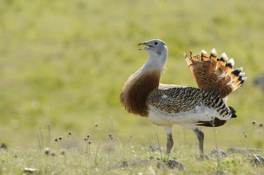 Great Bustard (Otis tarda), male, roaming the steppe of the Extremadura, Spain, Europe
