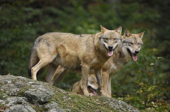 Two wolves (canis lupus) relaxing on a rock, Bavarian Forest, Bavaria, Germany
