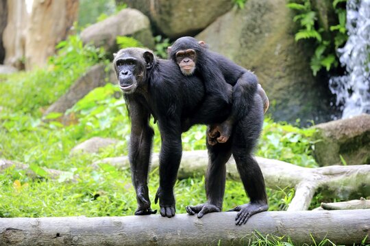 Chimpanzees (Pan troglodytes troglodytes), adult with offspring, young animal rides on back, social behaviour, captive, occurrences in middle Africa