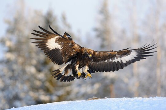 Golden Eagle (Aquila chrysaetos) in flight, landing at a bait place, Kainuu, Utaj&auml;rvi, Nordfinnland, Finland