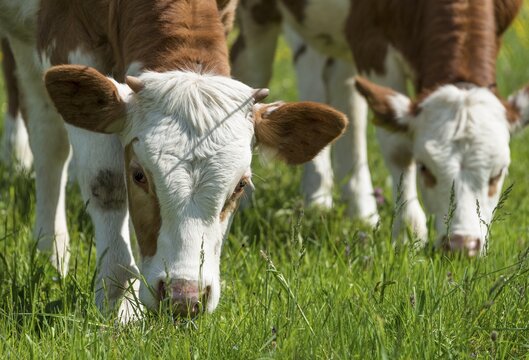 Two young calves (Bos primigenius taurus) grazing on an alpine pasture, Upper Bavaria, Bavaria, Germany