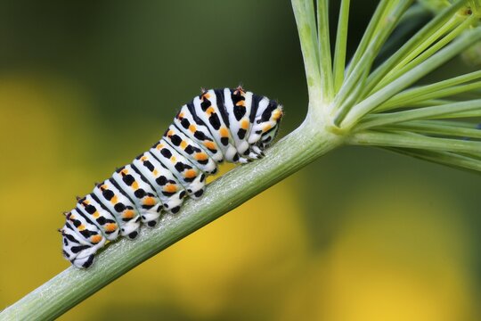 Swallowtail caterpillar (Papilio machaon) to Dill (Anethum graveolens), Hesse, Germany