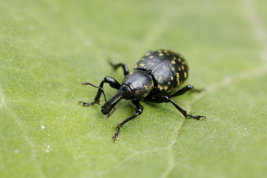 Snout beetle, weevil, Curculionidae, Liparus glabirostris on green leave