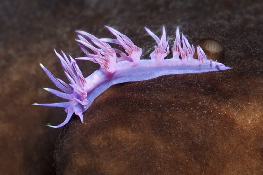 Violet Sea slug (Flabellina affinis) Sithonia, Chalkidiki, also Halkidiki, Aegean, Mediterranean, Greece