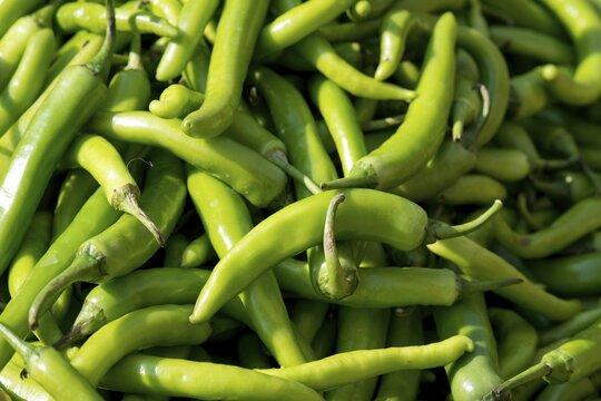 Green chili, Jodhpur, Rajasthan, India