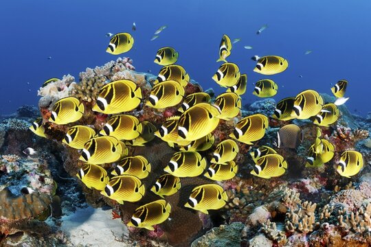 Swarm Raccoon butterflyfishes (Chaetodon lunula), Indian Ocean, Maldives