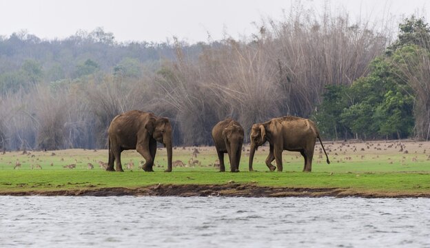 Asian elephant or Indian elephant (Elephas maximus), male, Kabini Reservoir, Nagarhole National Park, Karnataka, India