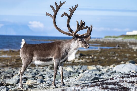Reindeer (Rangifer tarandus) on the coast, Lyngenfjord, Northern Norway, Norway